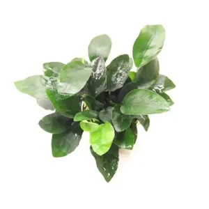 Bestpreis Mini-Zwergspeerblatt: Anubias barteri Nana var. petite -Topf-